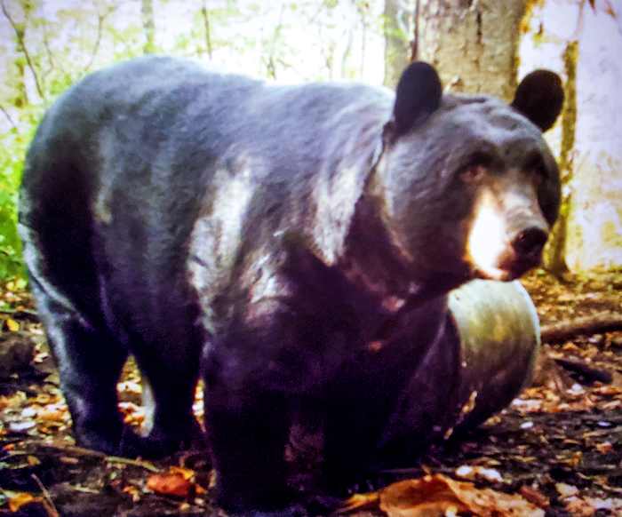 Melillo's black bear, baited by a barrel of sugary sweets.